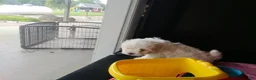 Mixed Breed dogs for sale: Harper - Ad 2