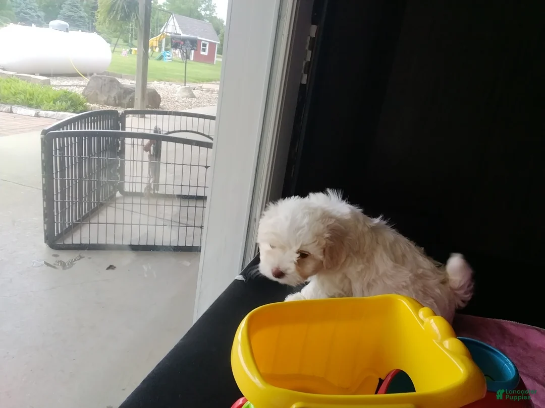 Mixed Breed dogs for sale: Harper - Ad 2