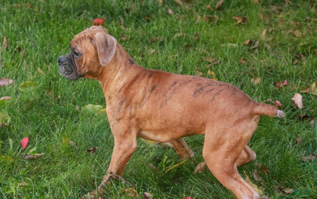 Boxer dogs for sale: Jerome - Ad 4