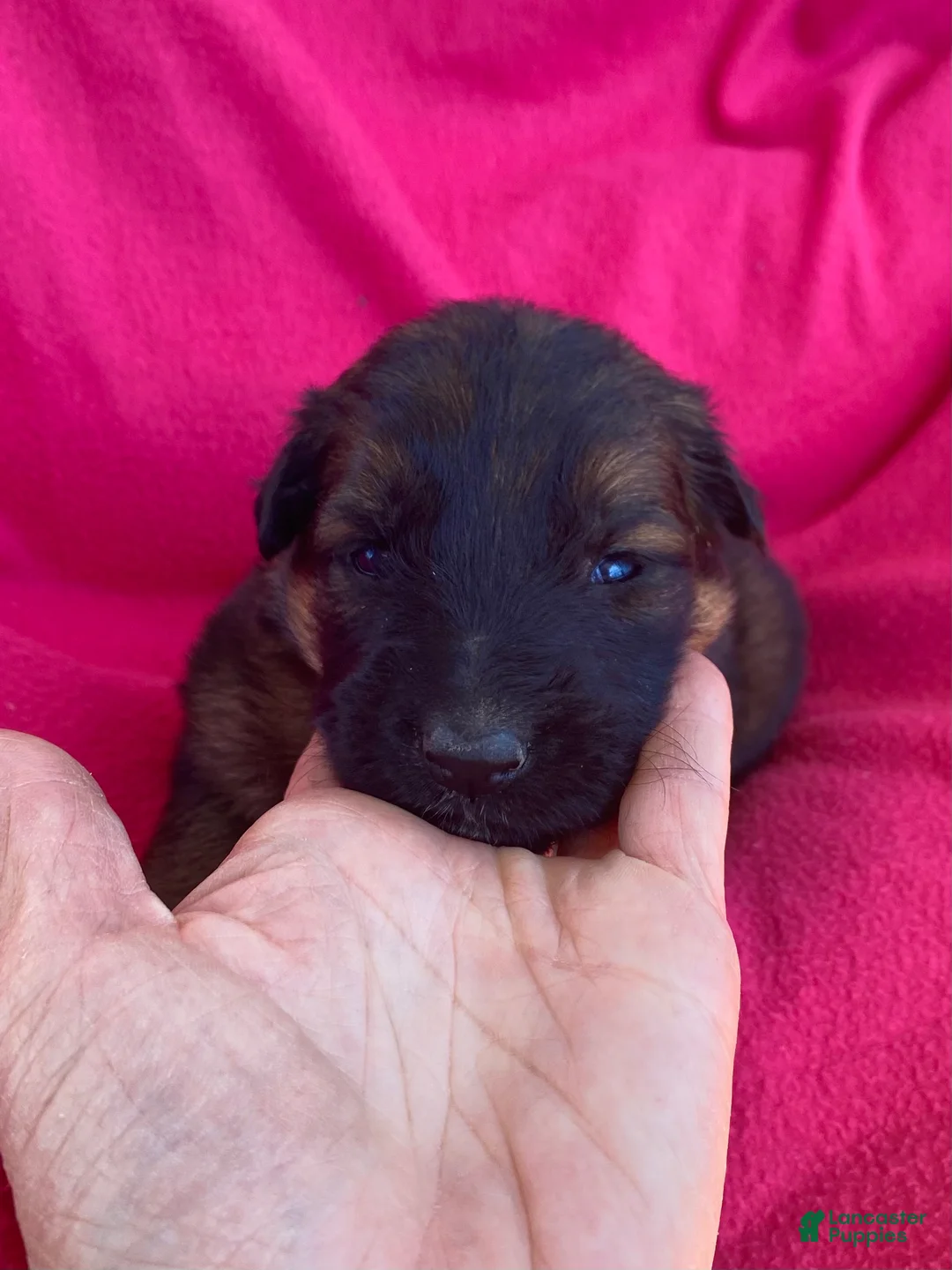 German Shepherd dogs for sale: German Shepherd Puppy 6 - Ad 2