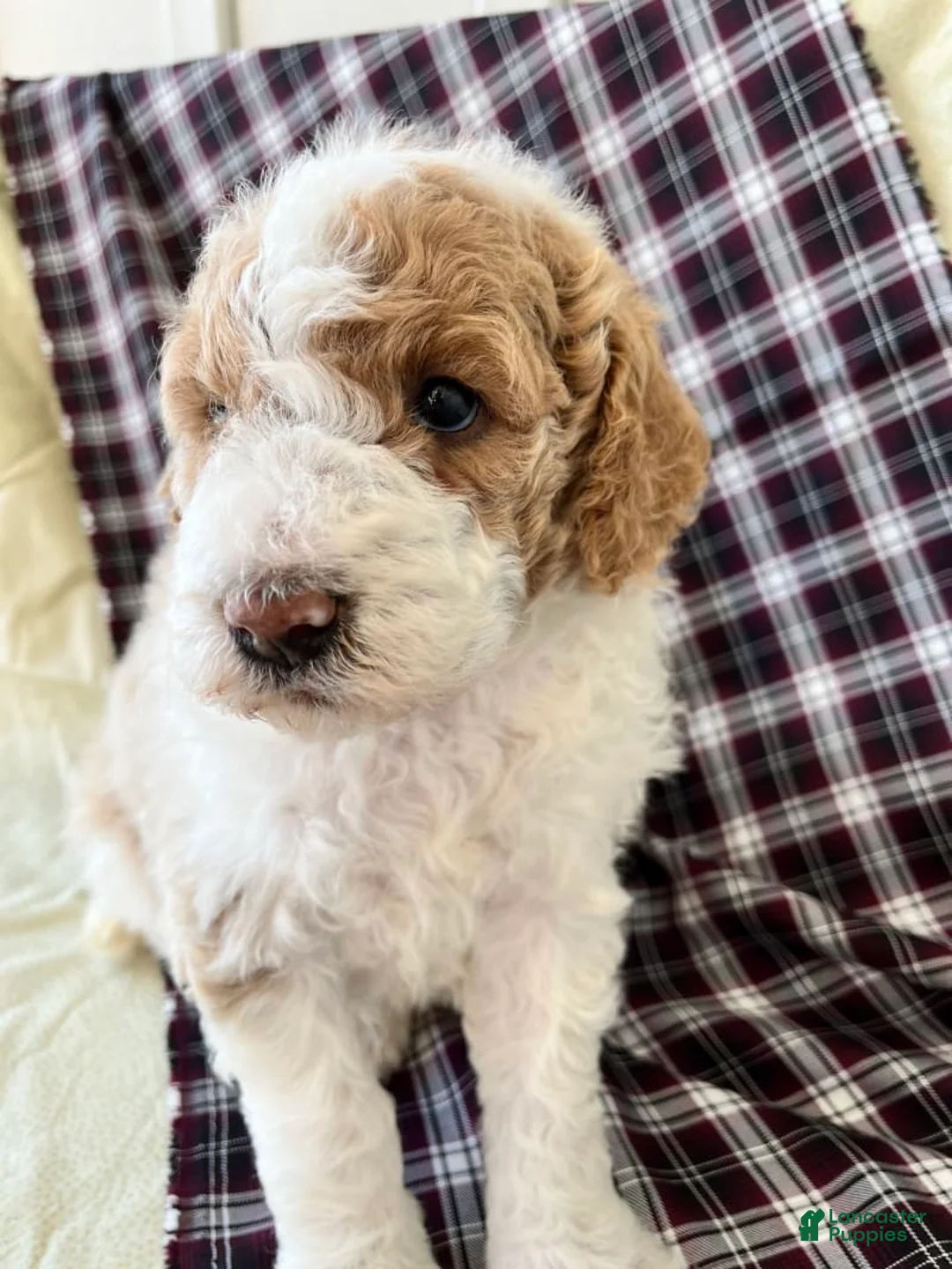 Airedale Terrier dogs for sale: John - Ad 1