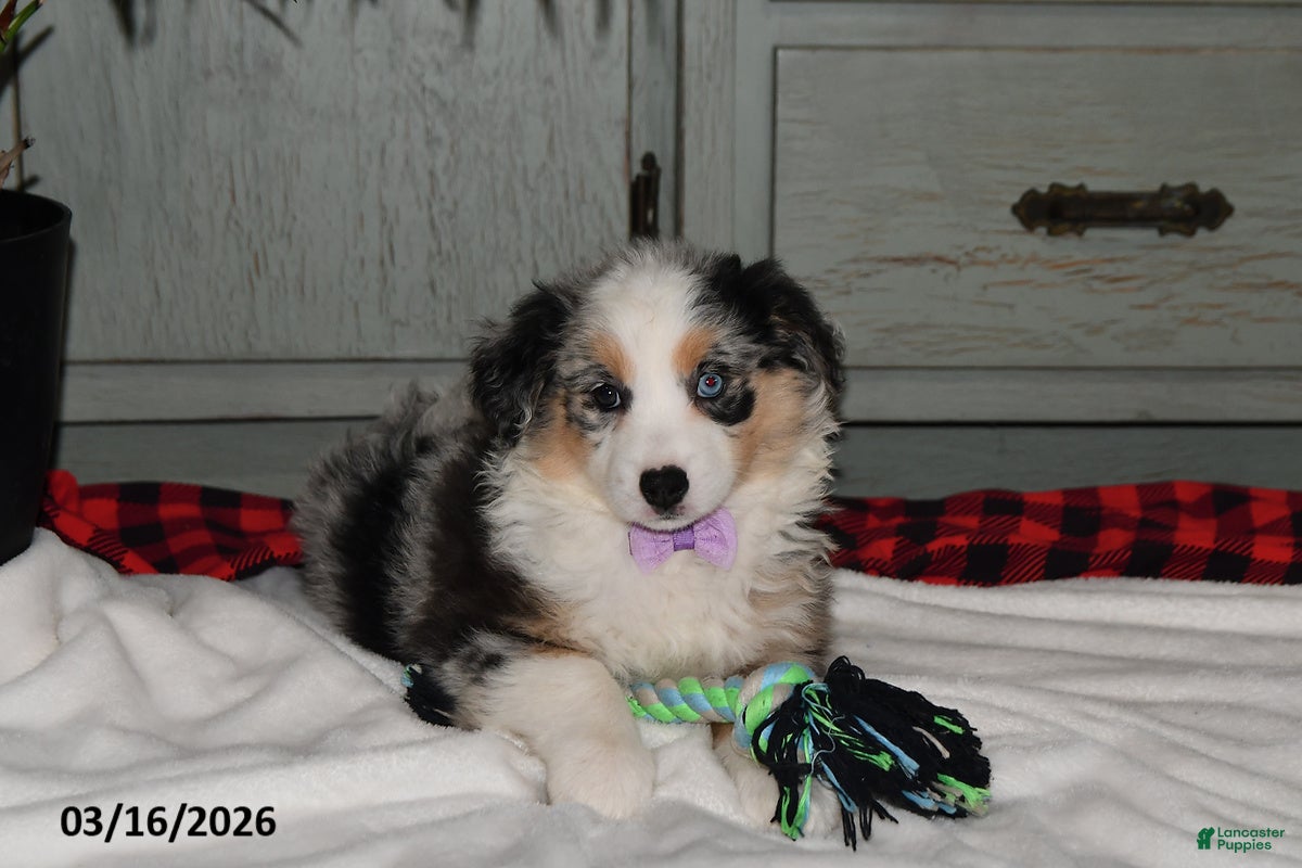 Australian Shepherd dogs Pansy - Ad 2