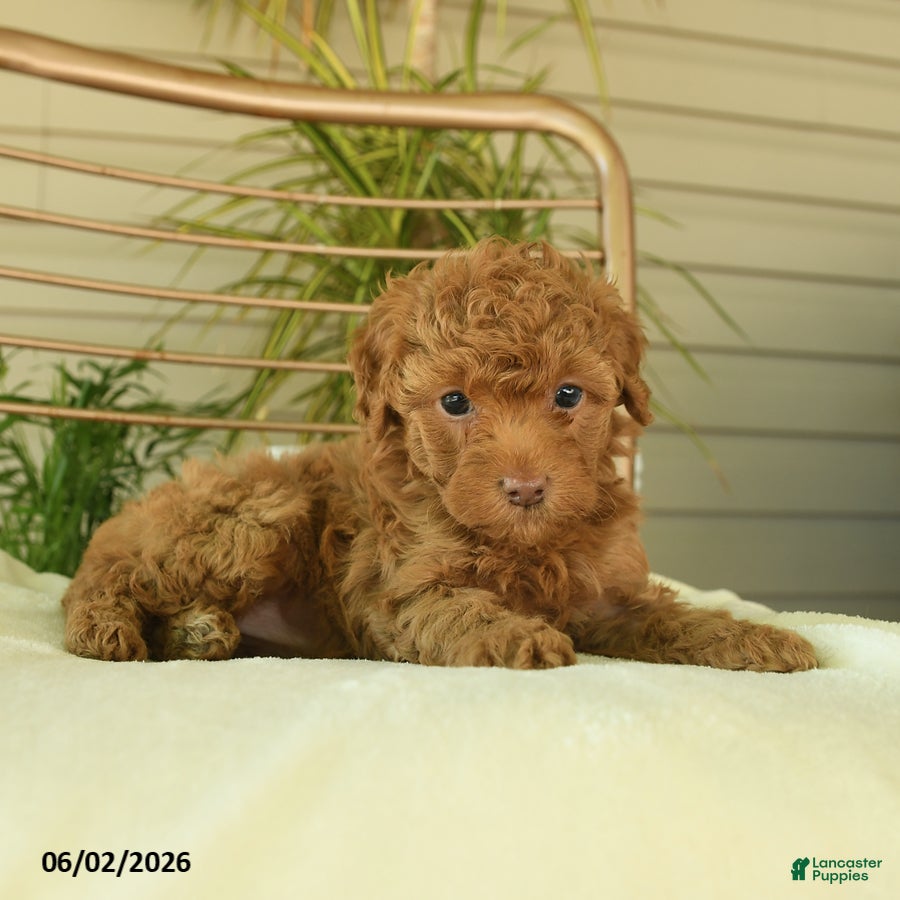 Miniature Poodle dogs for sale: Mocha - Ad 2