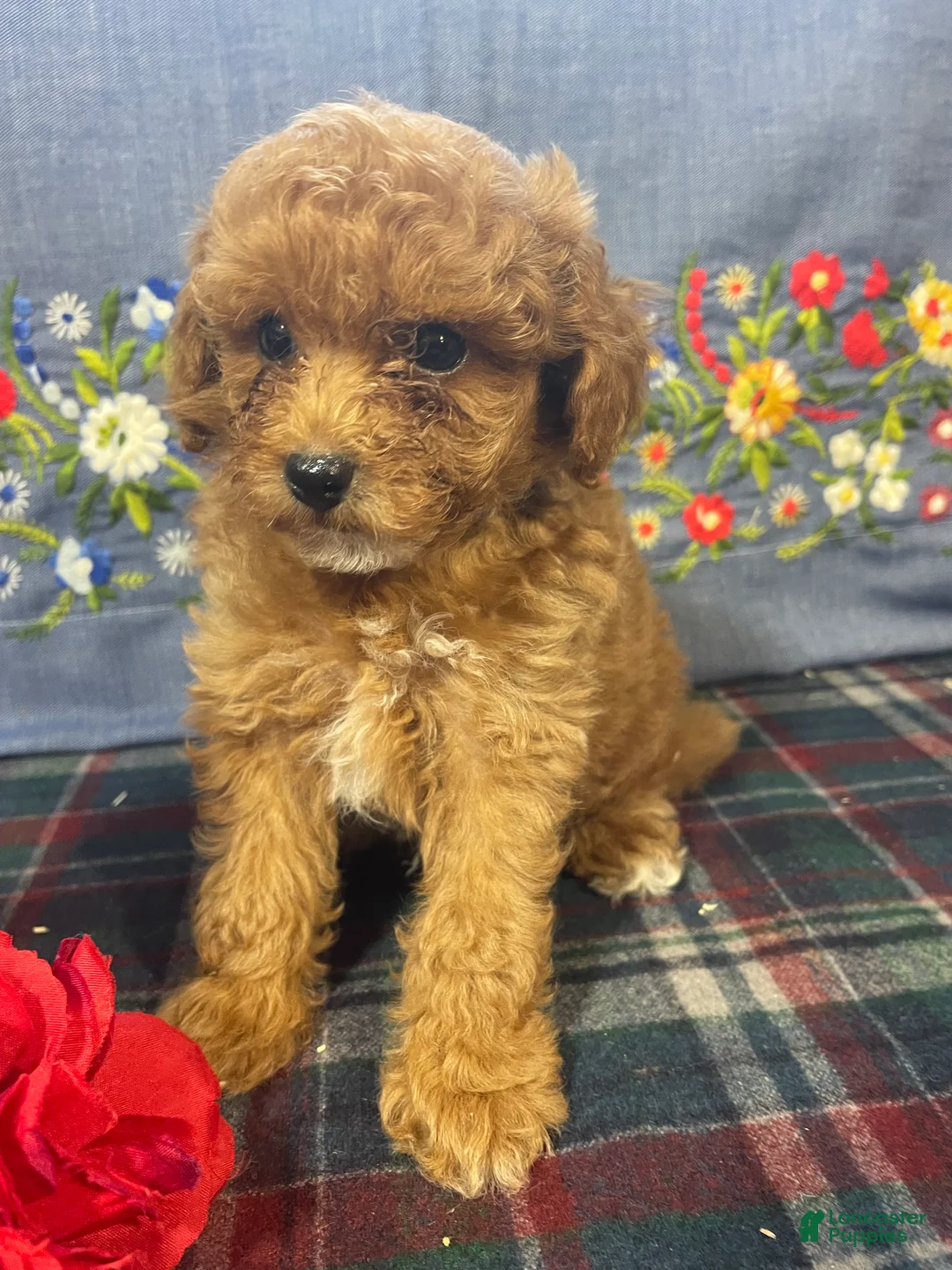 Toy Poodle dogs for sale: Frankie - Ad 4