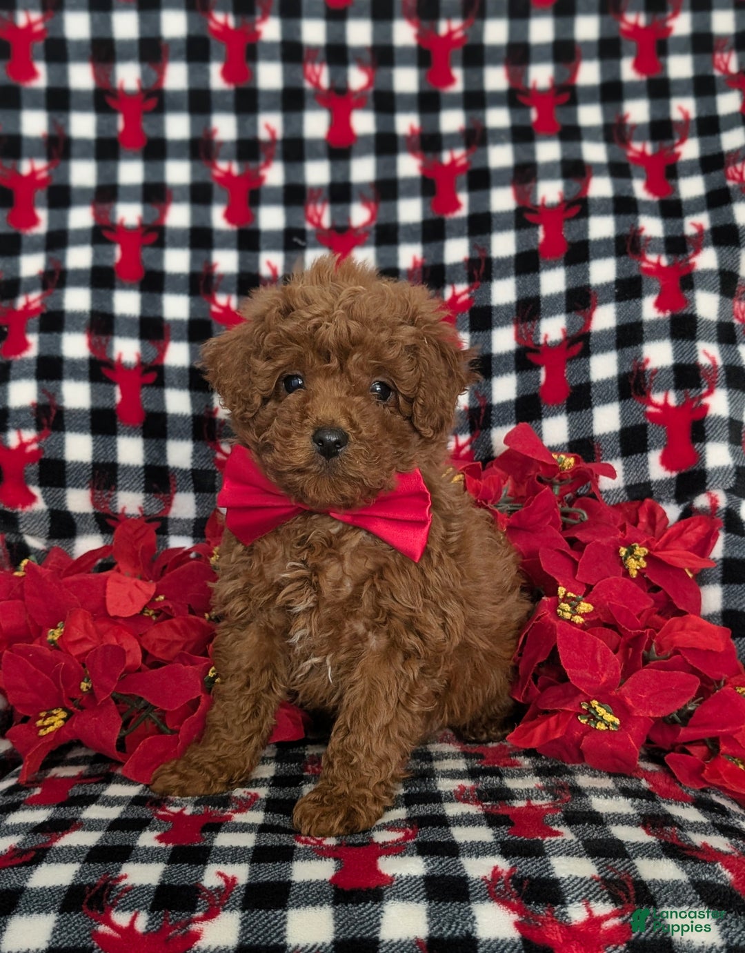 Miniature Poodle dogs for sale: Brandon Ready for Christmas!  - Ad 3