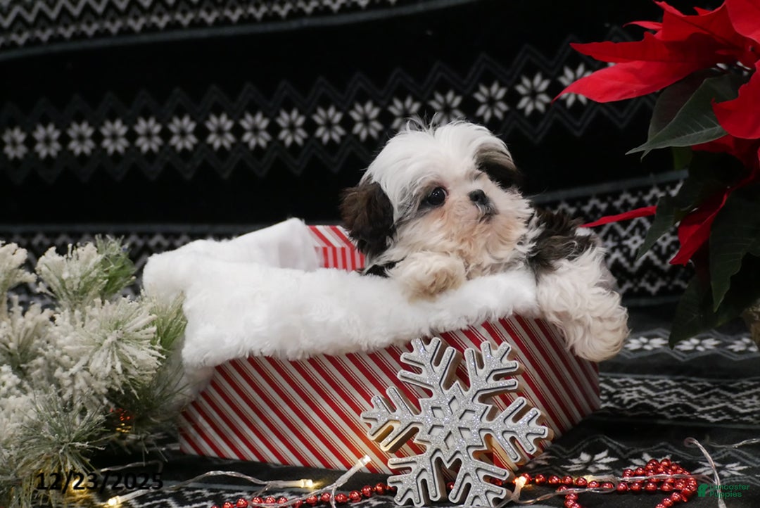 Shih Tzu dogs for sale: Elf - Ad 2