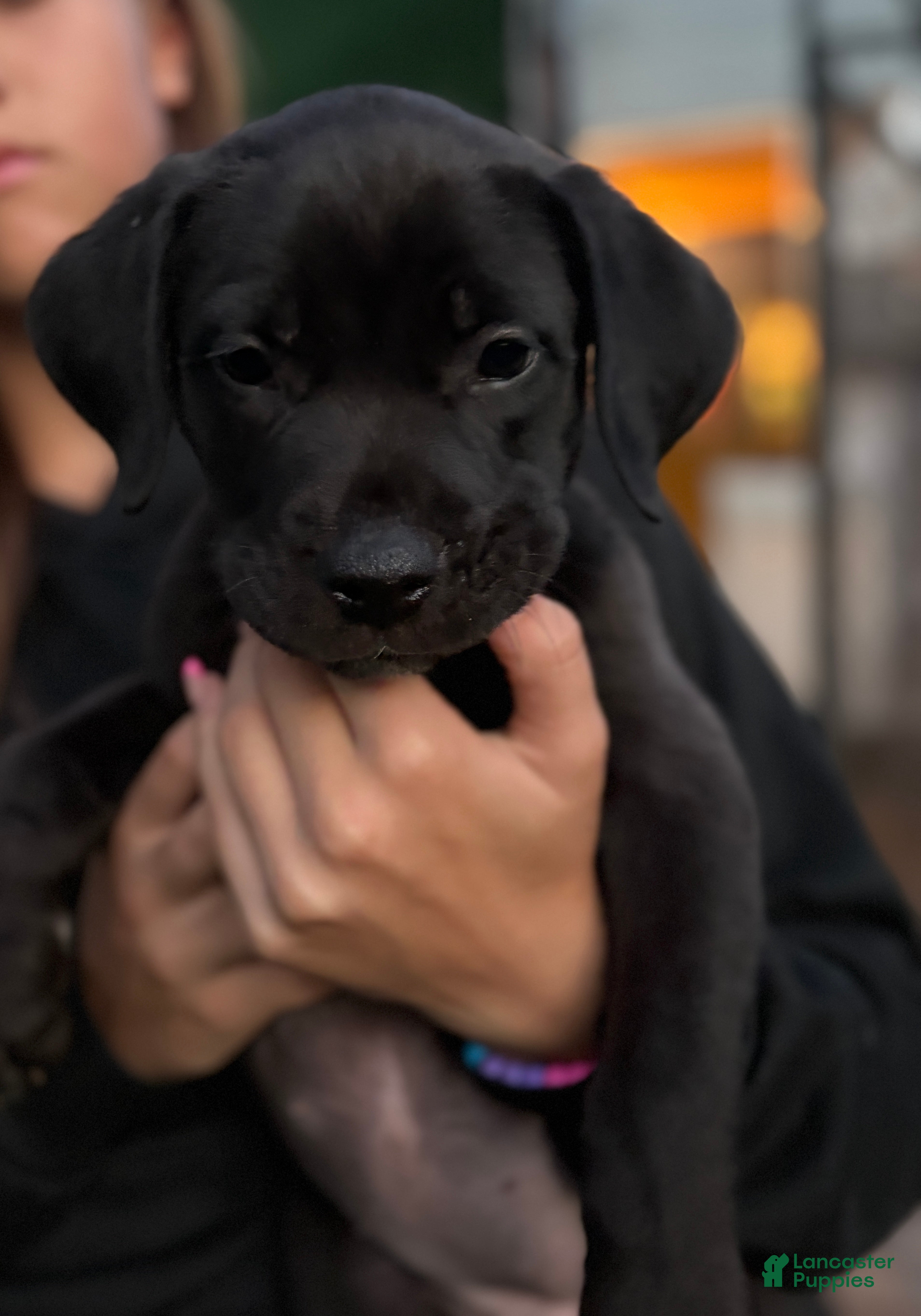 Mixed Breed dogs Puppy 2 - Ad 1