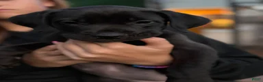 Puppy 2