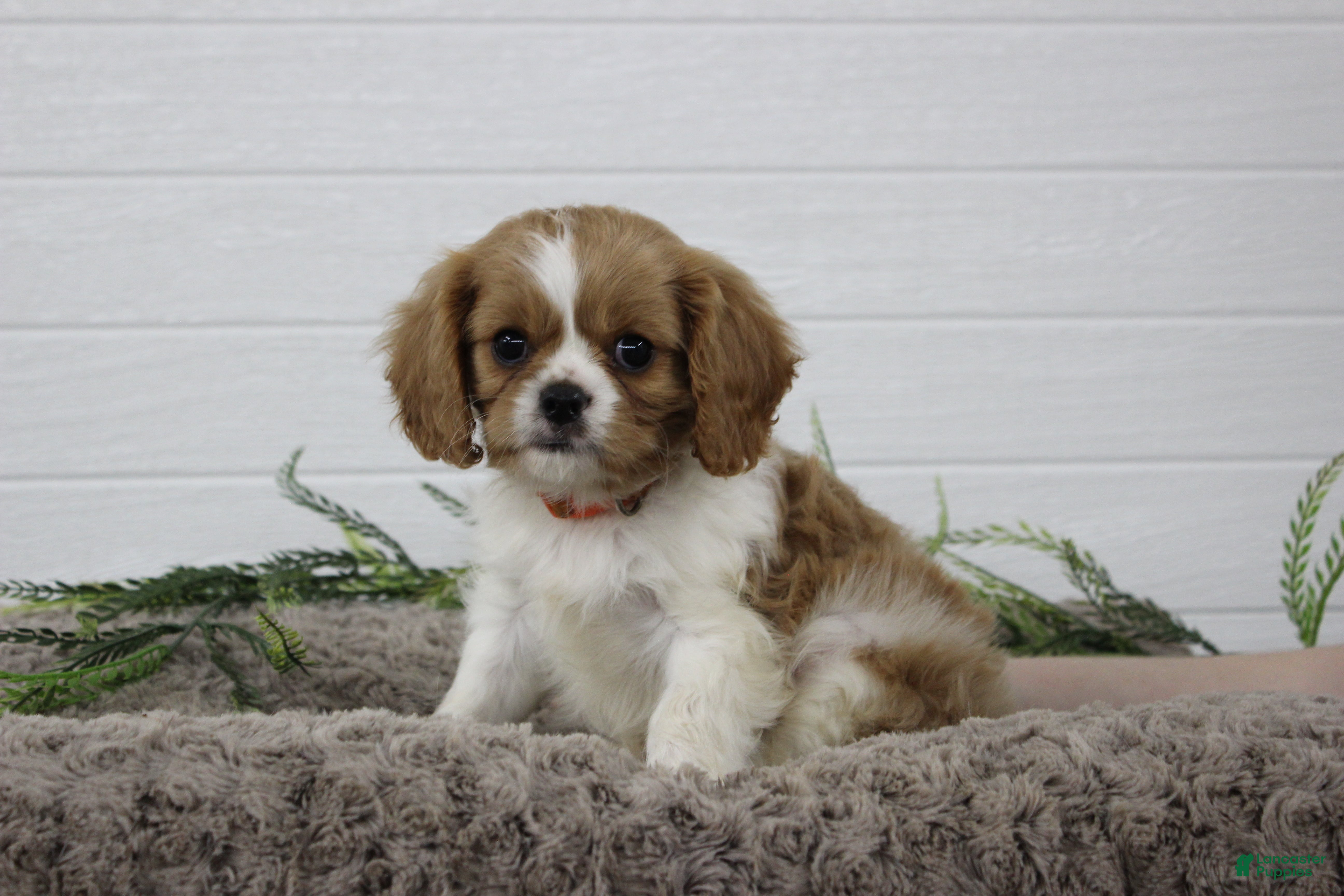 Cavalier King Charles Spaniel dogs Hayden - Ad 1