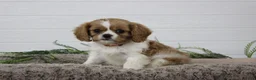 Cavalier King Charles Spaniel dogs for sale: Hayden - Ad 1