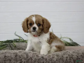 Cavalier King Charles Spaniel dogs for sale: Hayden - Ad 1