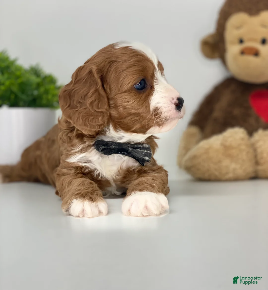 Cavapoo dogs for sale: Conner - Ad 2