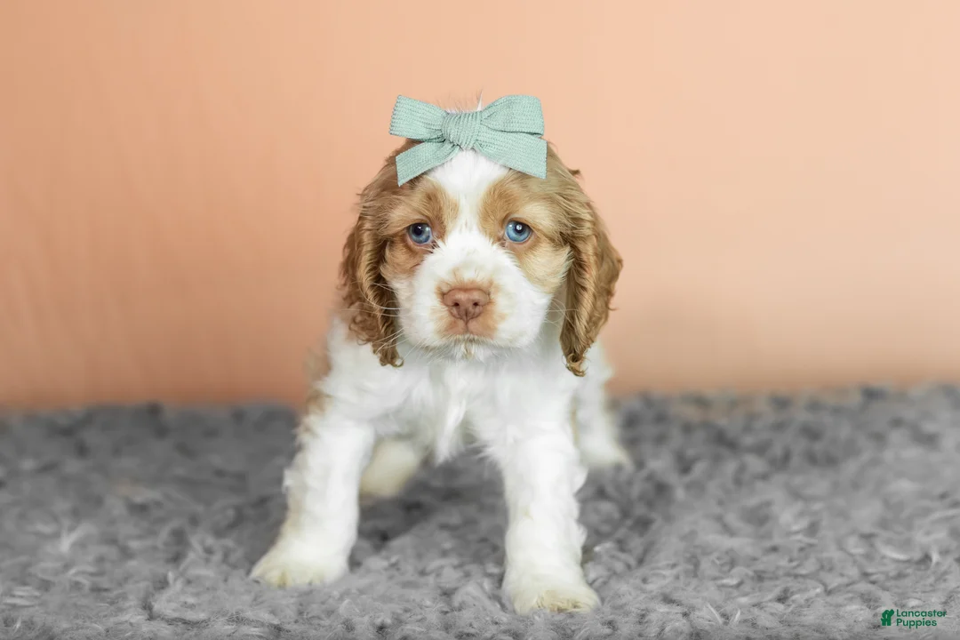 Cocker Spaniel dogs for sale: Bella - Ad 2