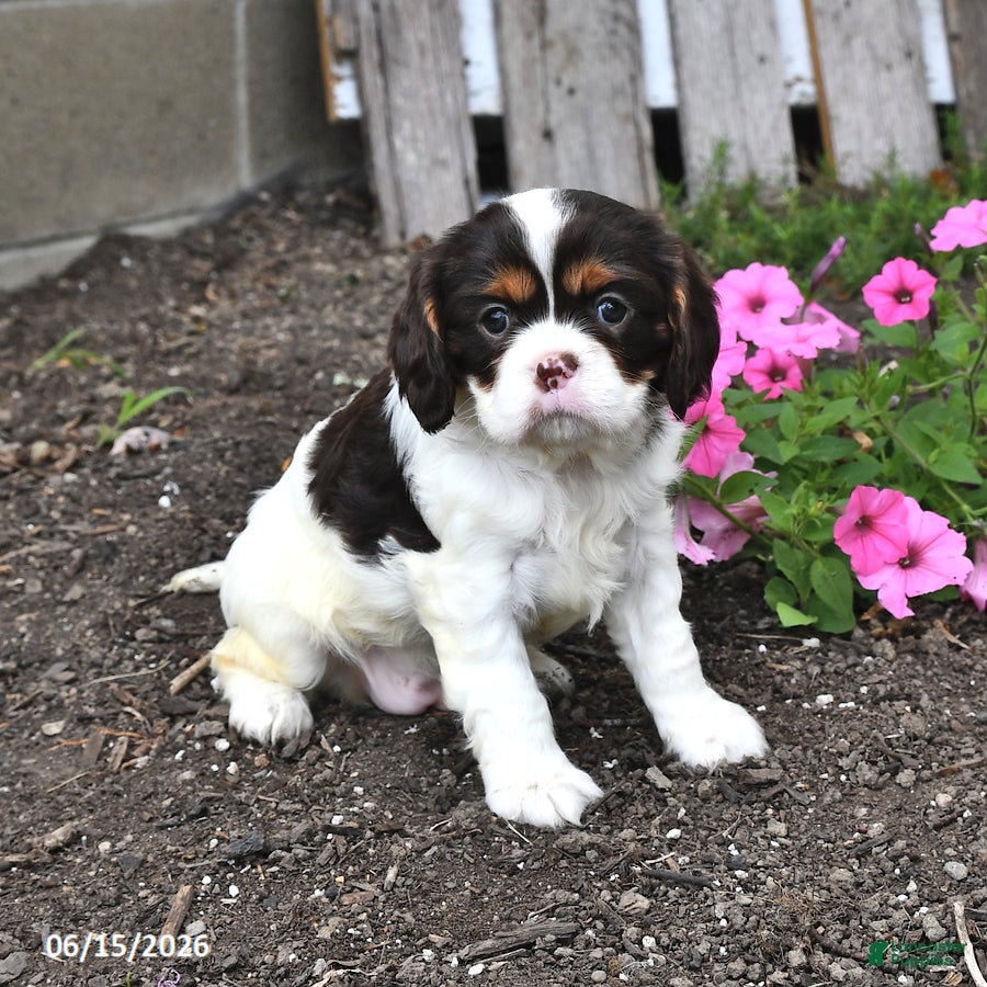 Cavalier King Charles Spaniel dogs Callie - Ad 1