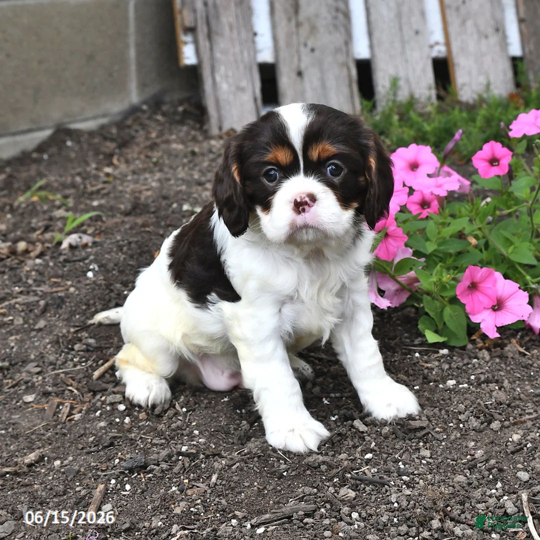Cavalier King Charles Spaniel dogs for sale: Callie - Ad 1