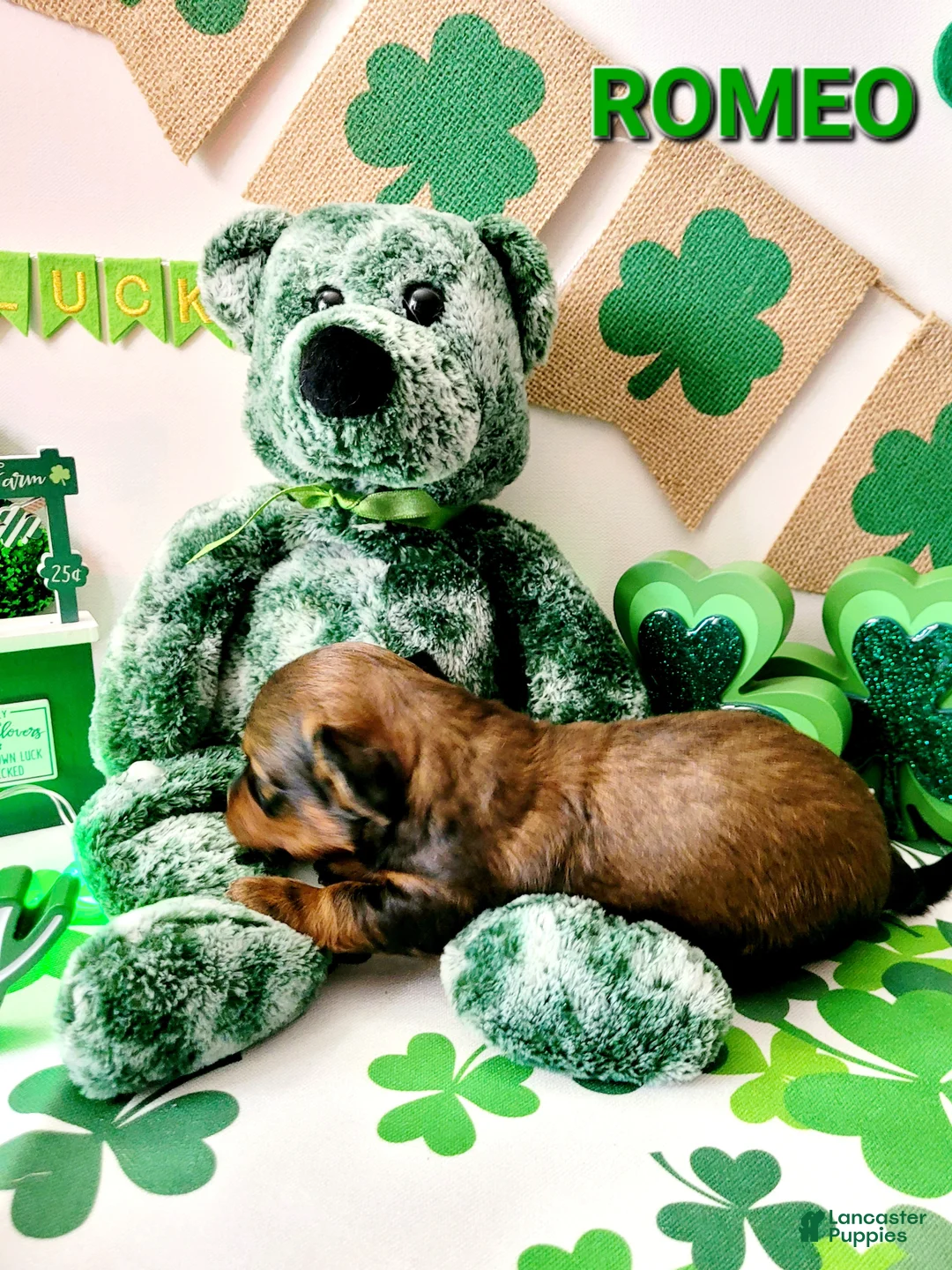 Miniature Dachshund dogs for sale: Romeo - Ad 1