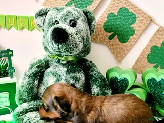 Miniature Dachshund dogs Romeo - Ad 12