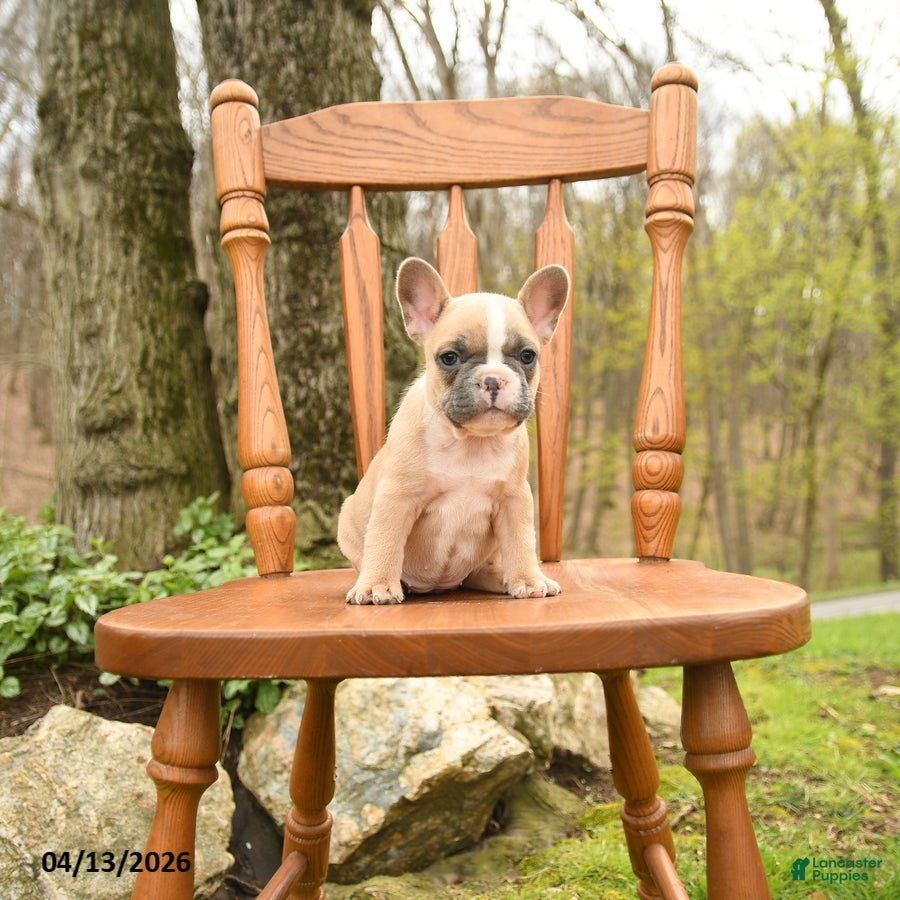 French Bulldog dogs Daffodile - Ad 2