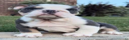 English Bulldog dogs for sale: Yoda - Ad 3