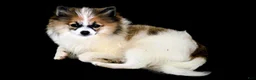 Pomeranian dogs for sale: Baby - Ad 3