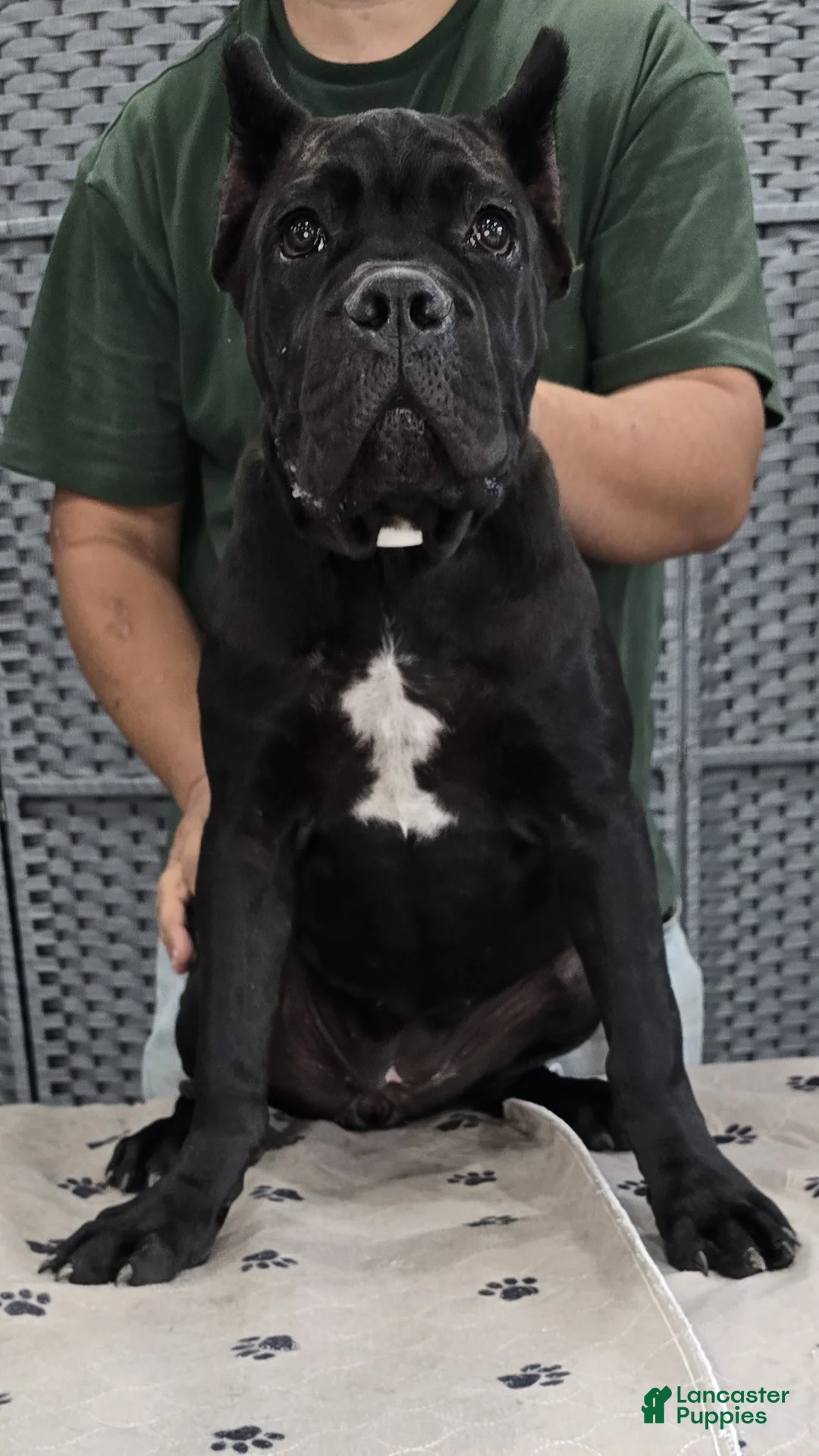Cane Corso dogs for sale: White Girl  - Ad 5