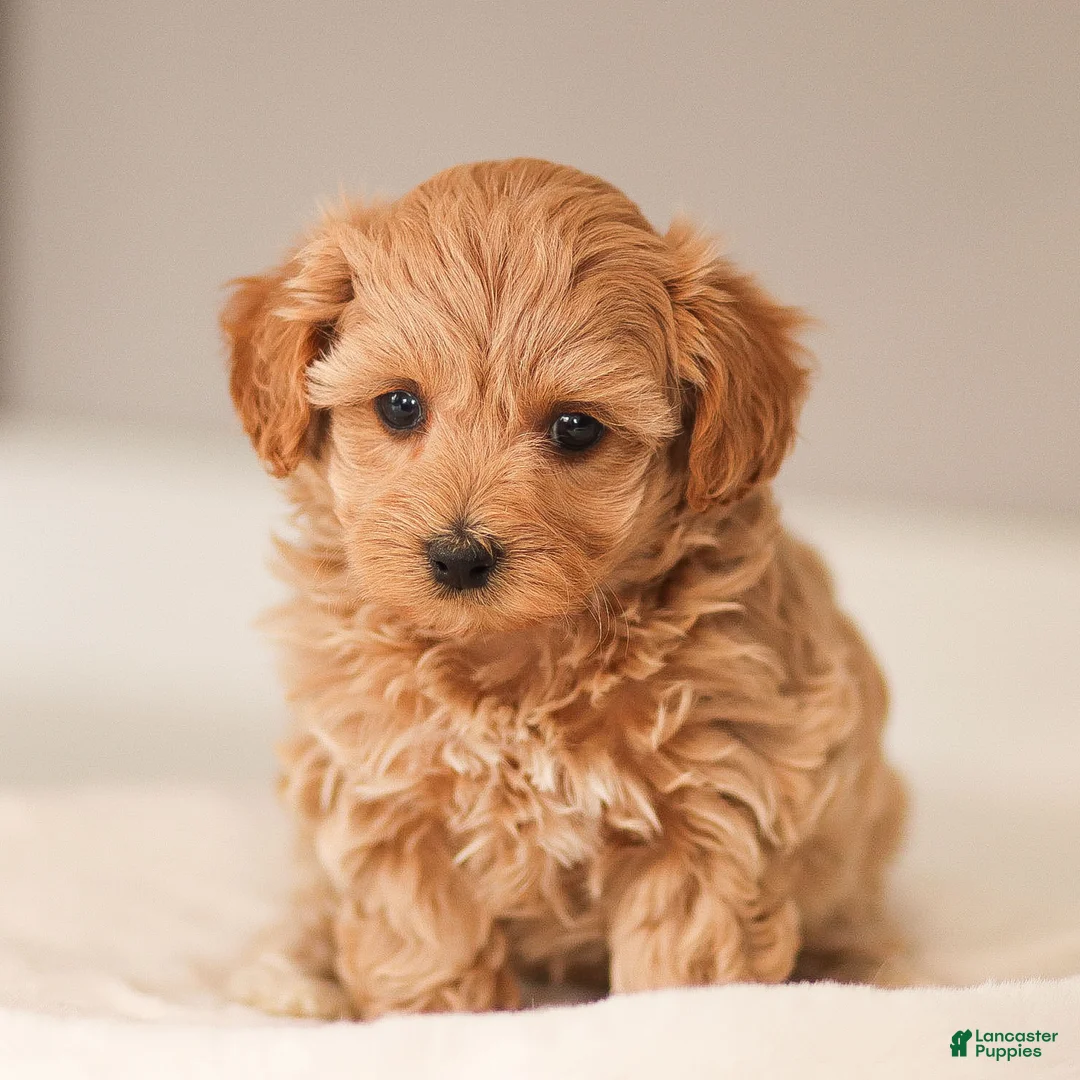 Maltipoo dogs for sale: Maltipoo Puppy 2 - Ad 4