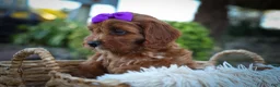 Cavapoo dogs for sale: RUSTY - Ad 7