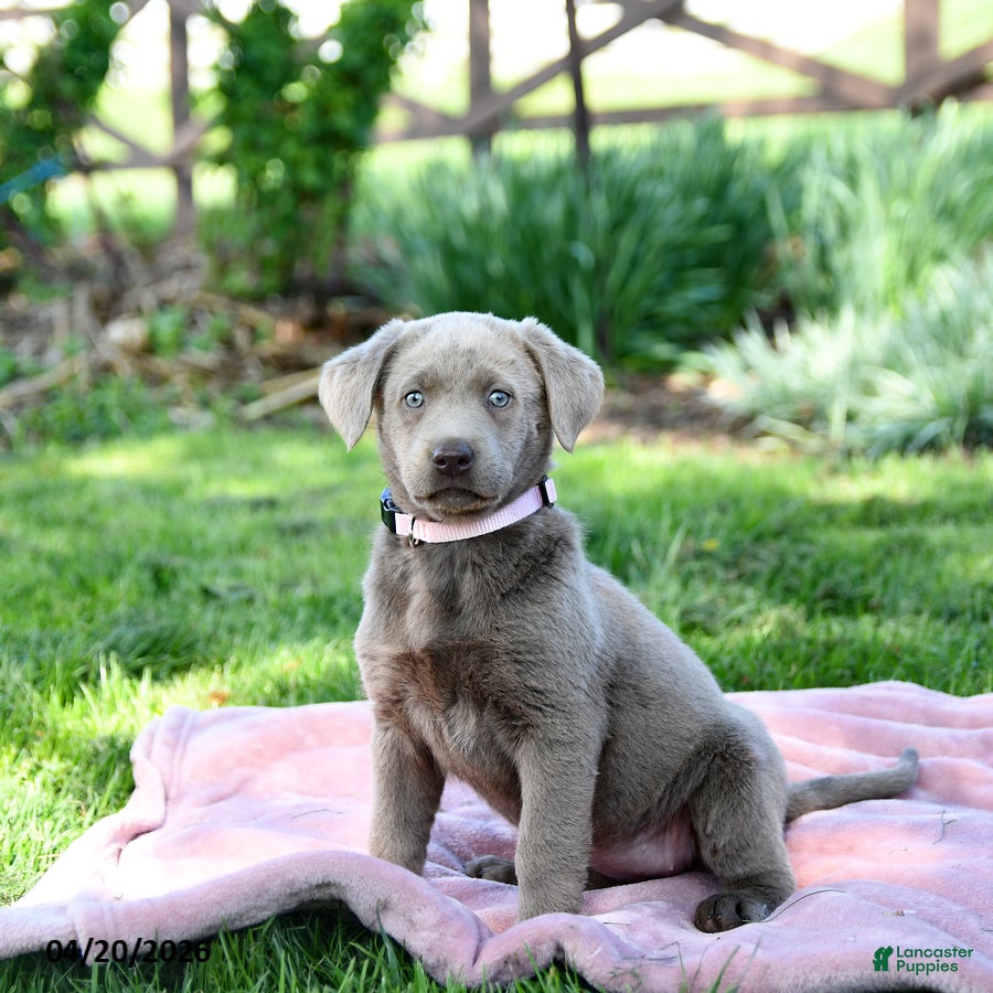 Labrador Retriever dogs Emma - Ad 1