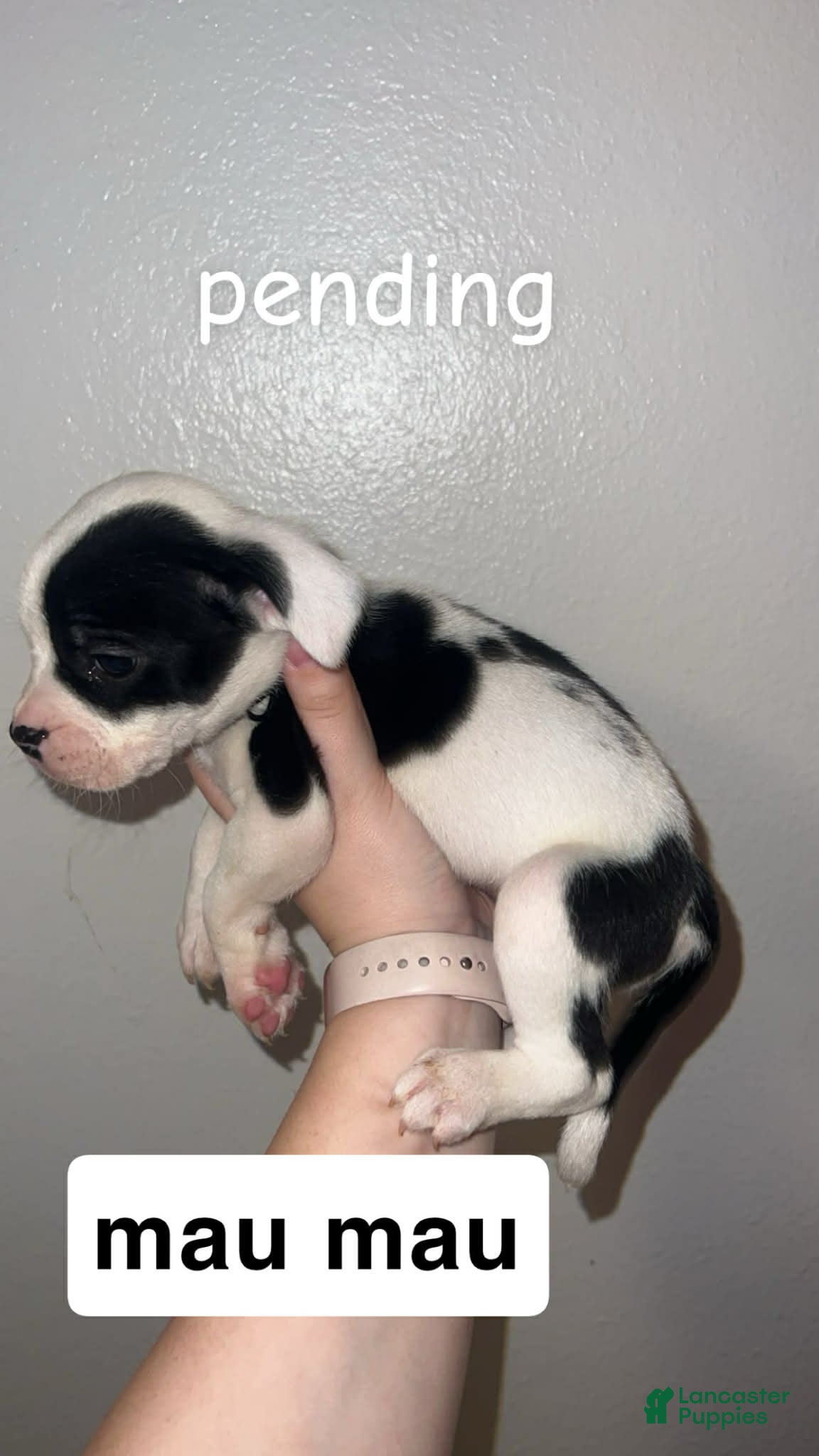 Mixed Breed dogs Mixed Breed Puppy 1 - Ad 24