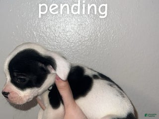 Mixed Breed dogs for sale: Mixed Breed Puppy 1 - Ad 1