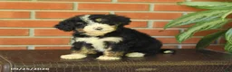Bernedoodle dogs for sale: Bella   - Ad 4