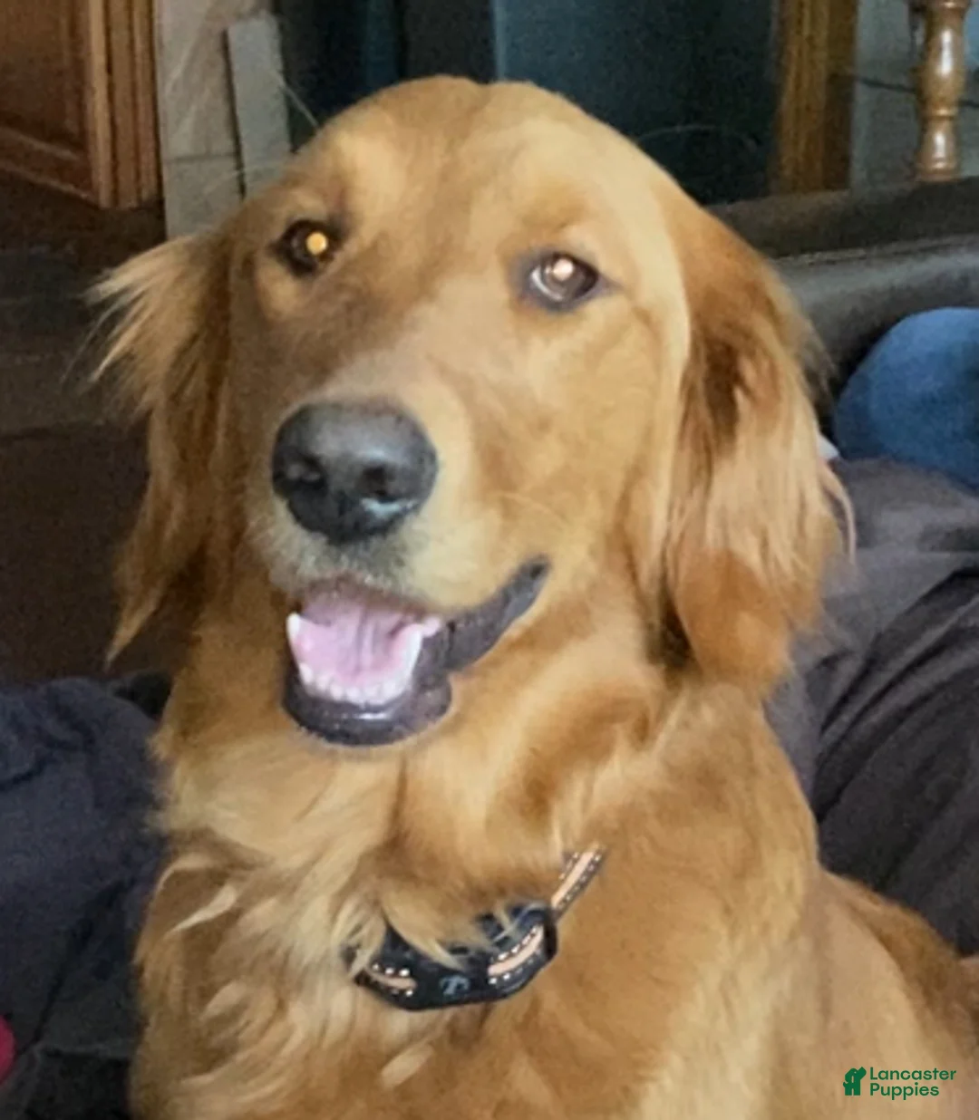 Goldendoodle dogs for sale: Blue - Ad 7