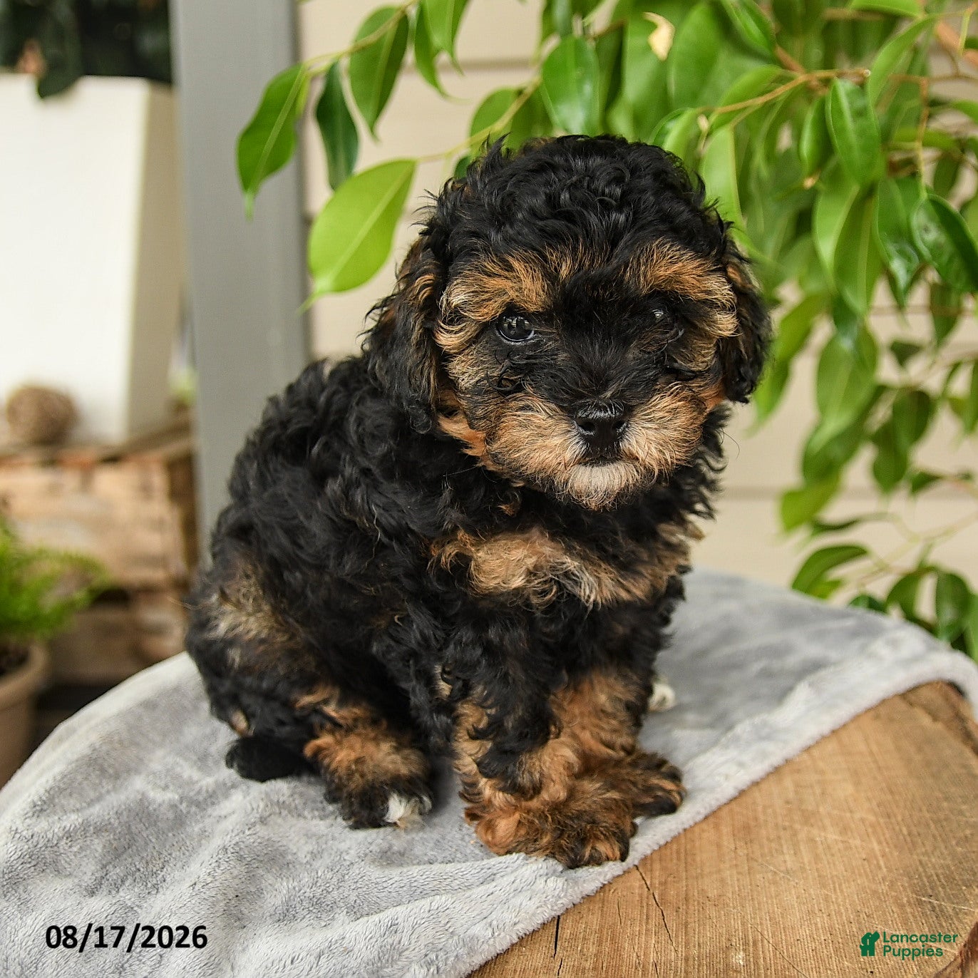 Shihpoo dogs Micah - Ad 1