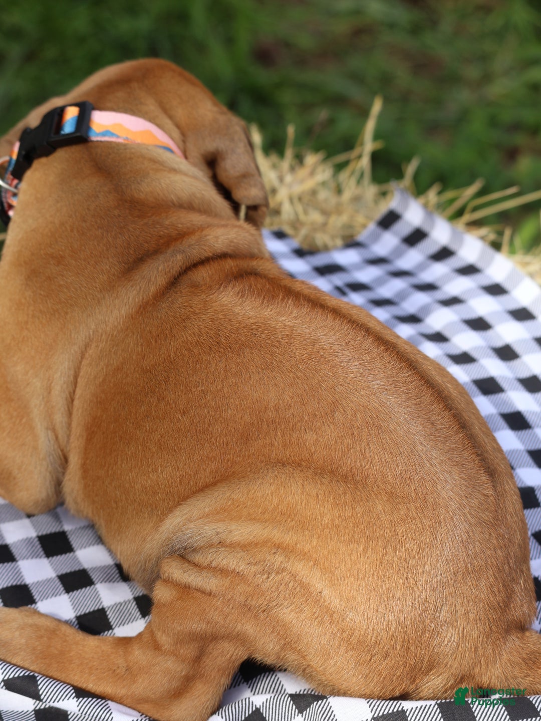 Rhodesian Ridgeback dogs for sale: Rain - Ad 3