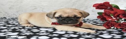 Pug dogs for sale: Mister - Ad 2