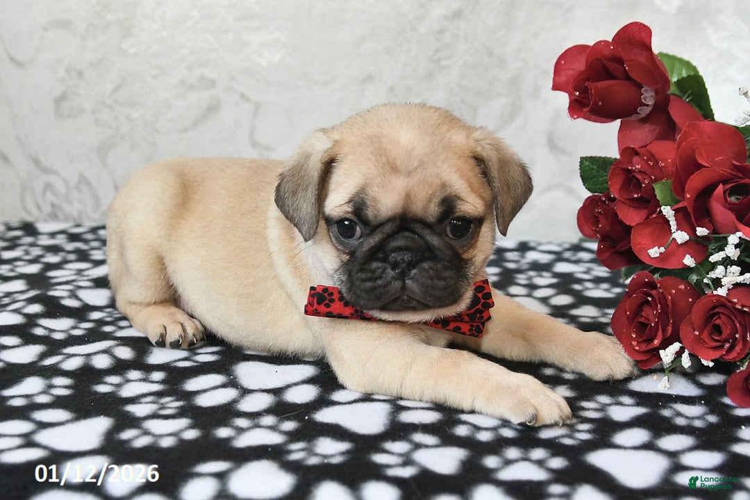 Pug dogs for sale: Mister - Ad 2