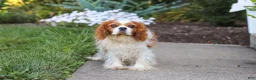 Cavalier King Charles Spaniel dogs for sale: Skylar - Ad 10