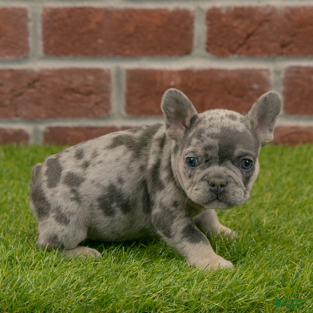 French Bulldog dogs for sale: Gus - Ad 10