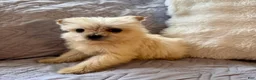 Shorkie dogs for sale: Honey - Ad 1