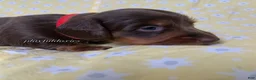 Miniature Dachshund dogs for sale: Tootsie - Ad 30