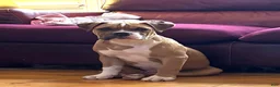 Alapaha Blue Blood Bulldog dogs for sale: BEA Riot - Ad 3