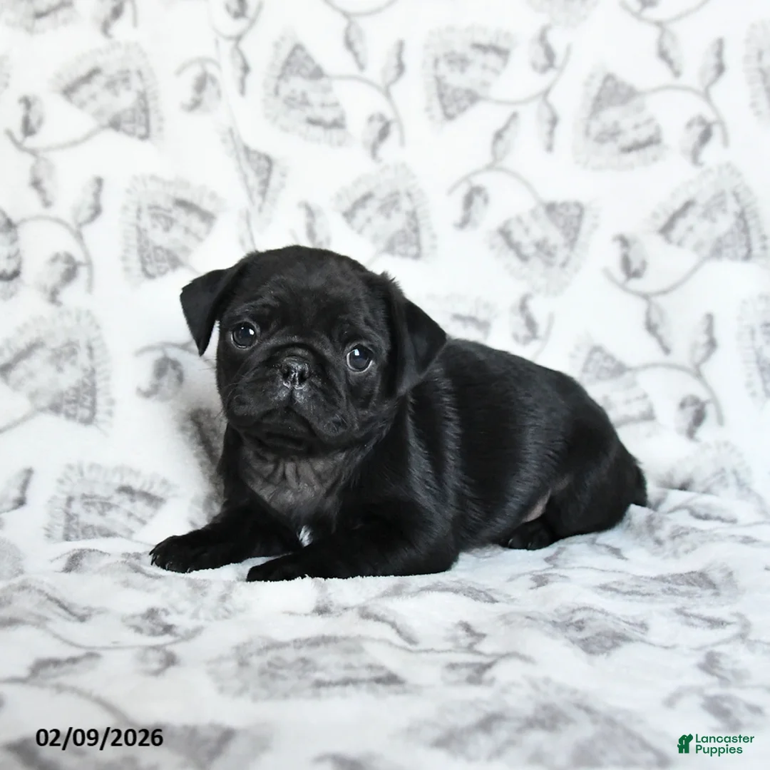 Pug dogs for sale: Romeo - Ad 3