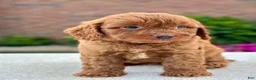 Cavapoo dogs for sale: Joey 104875 - Ad 2