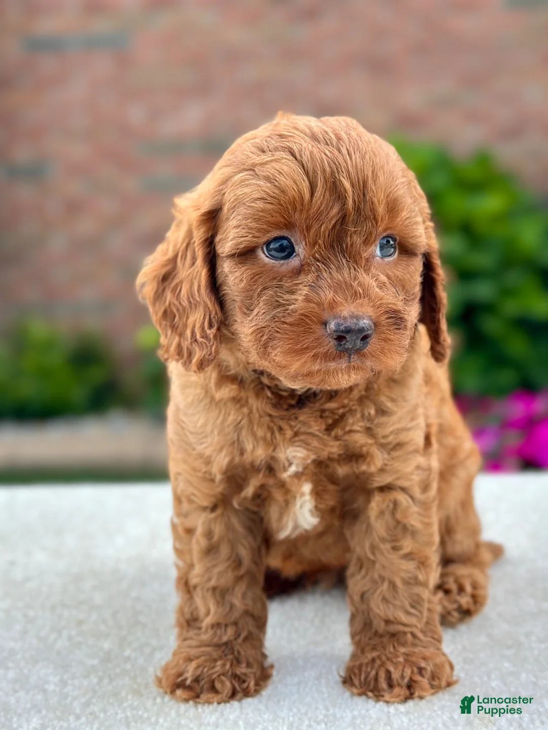 Cavapoo dogs for sale: Joey 104875 - Ad 2
