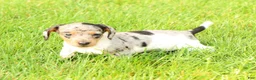 Miniature Dachshund dogs for sale: Baxter - Ad 3