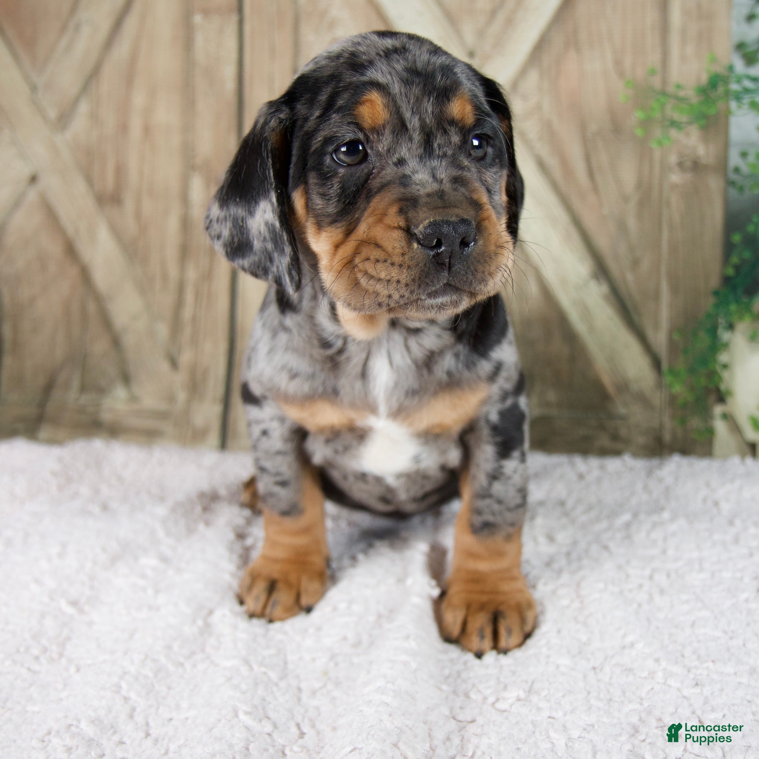 Beabull dogs Will - Ad 1