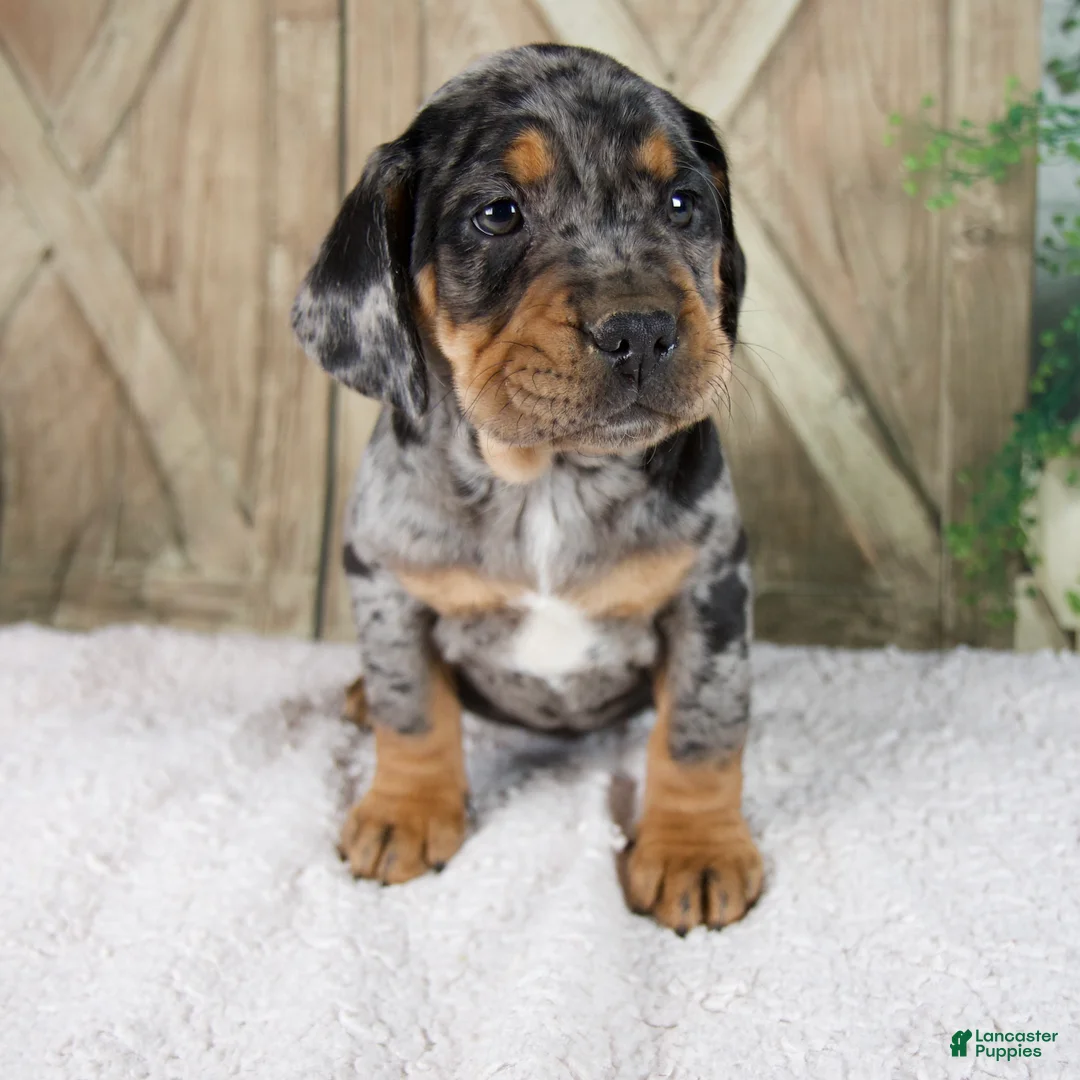 Beabull dogs for sale: Will - Ad 1