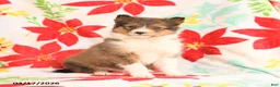 Shetland Sheepdog dogs for sale: Lucky - Ad 1