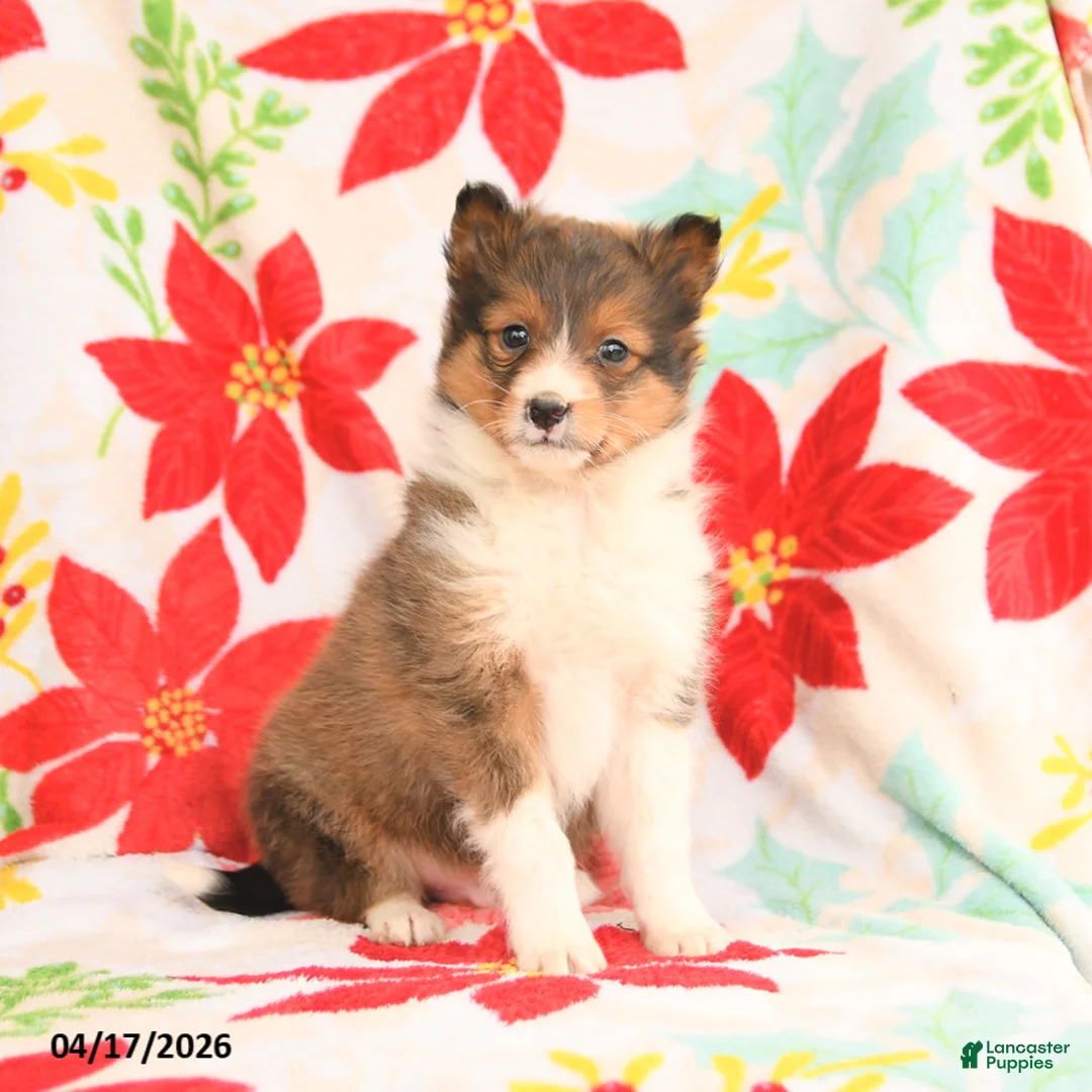 Shetland Sheepdog dogs for sale: Lucky - Ad 1