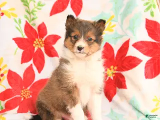 Shetland Sheepdog dogs for sale: Lucky - Ad 1